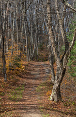 Arrowhead Lake Trail in autumn colors covered in fallen red maple leaves