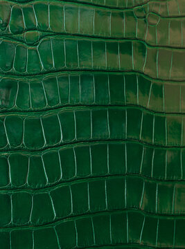 background from green crocodile texture