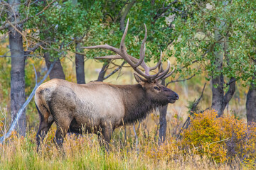 Naklejka na ściany i meble Bull Elk during the rut in the Rocky Mountains