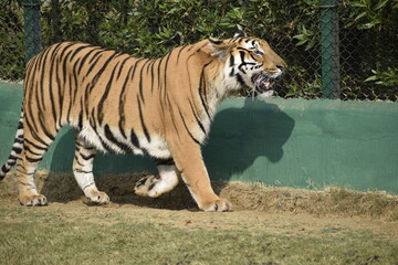 Fototapeta na wymiar beautiful tiger in the park
