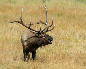 Naklejka na ściany i meble Bull Elk during the rut in the Rocky Mountains