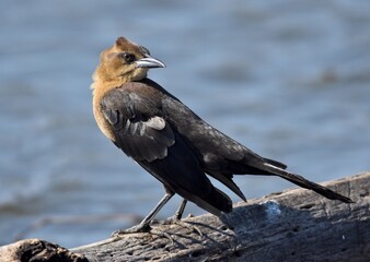 A female great-tailed grackle (Quiscalus mexicanus) at the water's edge, on Watsonville Slough in California