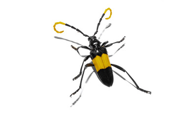 The beetle on white background.