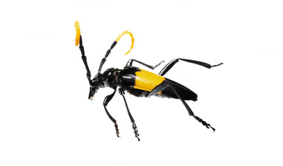 The beetle on white background.