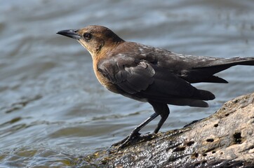 A female great-tailed grackle (Quiscalus mexicanus) at the water's edge, on Watsonville Slough in California