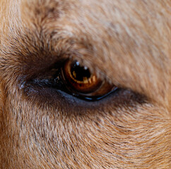 dog eye