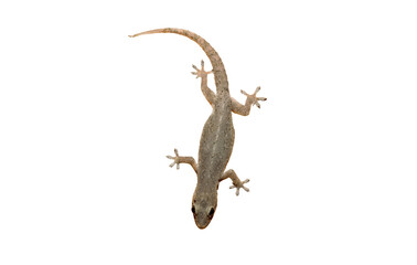 Naklejka premium The lizard on white background.