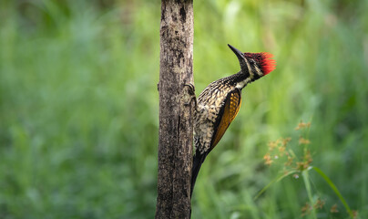 woodpecker close up