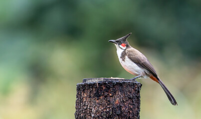 bulbul
