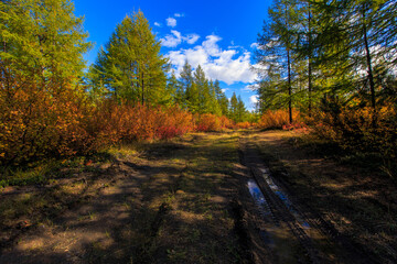 Fototapeta na wymiar The nature of the Magadan region. Forest road among taiga during golden autumn. Dirt road