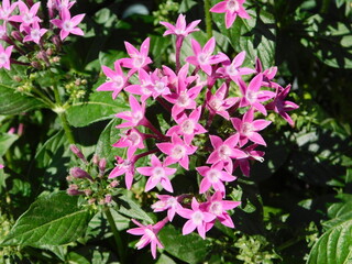 Egyptian starcluster, or Pentas lanceolata, pink flowers