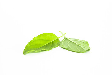 Green Holy Basil, Ocimum sanctum. Sweet Basil, Thai Basil on white background. Ocimum basilicum...