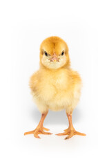 Fototapeta premium cute chick on white background.