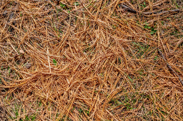 Forest floor covered with dry pine needles