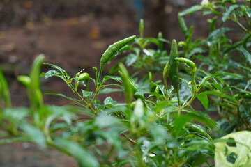Green chili tree in the garden