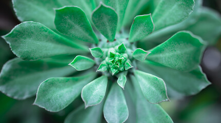 Green tree tropical top view background.