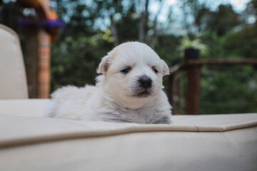 white dog in the park