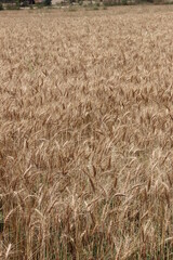 Wheat field crop ready to harvest in summer