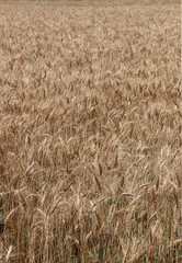 Wheat field crop ready to harvest in summer