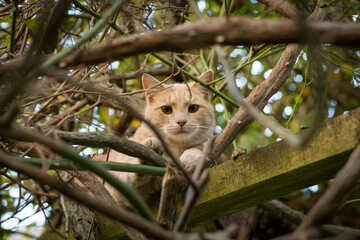 Ginger cat up high and seen through branches