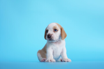 Adorable beagle dog on blue background