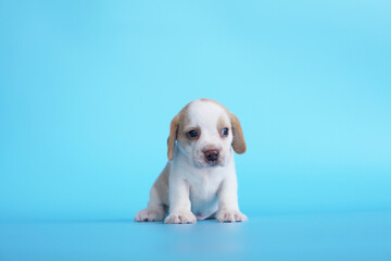 White-Tan color beagle puppy sit on blue background with copy space for text or advertisement.