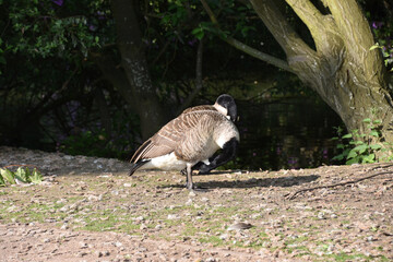 Canada Goose with it head in it feathers