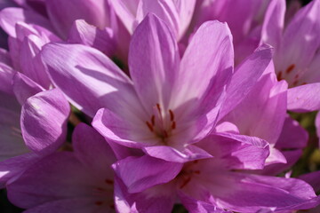 Soft purple flowers in full bloom