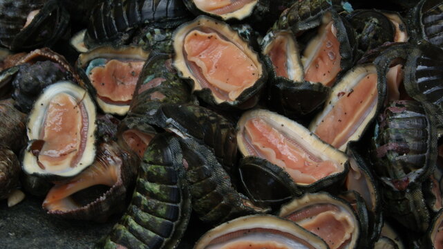 cucaracha de mar,  molusco, chit&oacute;n tuberculatus, cochinillas de mar, comida coste&ntilde;a, quitones, cucarachas de mar preparadas con cebolla 
