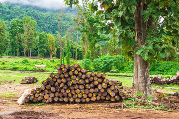 Logs are piled up in the national park forest.
