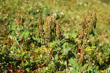 Arctic milkvetch (Astragalus frigidus) in fruiting stage