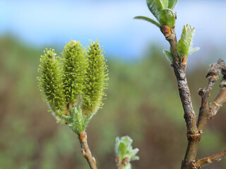 Catkins of Salix lanata, the woolly willow