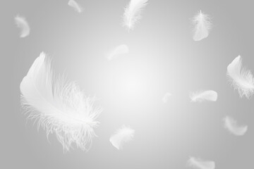Group of soft light fluffy a feathers floating in the air. Feather abstract freedom concept background. Gray background