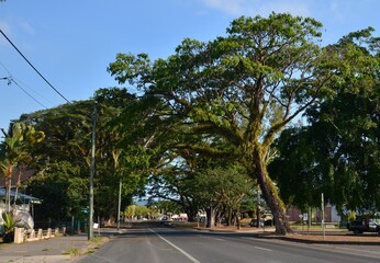green fern-clad raintrees (Samanea saman) lining the treets of Mossman Queensland Australia