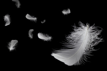 Soft light fluffy a feathers floating in the dark. Feather abstract freedom concept background. Isolte on black background.