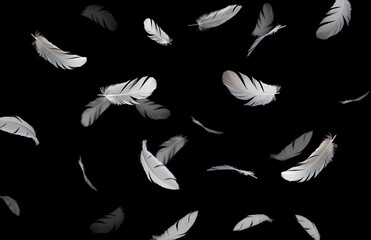 Group of a white bird feathers floating in the dark. Feather abstract freedom concept background. Isolate on black background