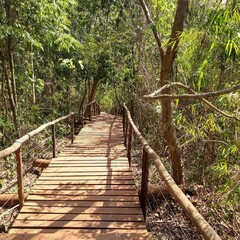 Fototapeta premium path in the forest
