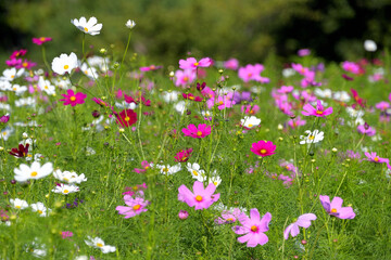 満開のコスモス
