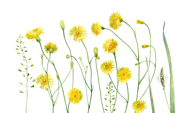 Watercolor yellow dandelions on a white background