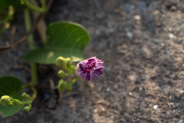 Morning glory in the bud 2