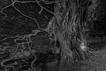 Buddha head which is enveloped in the trunk  and roots of a tree.  Ayutthaya temple, Thailand