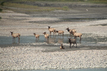 Fototapeta na wymiar Herd Of Rutting Elk Along The Athabasca River, Jasper National Park, Alberta