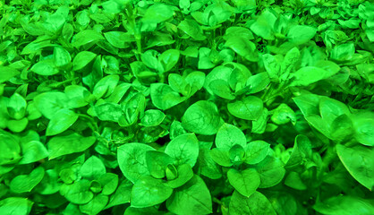 groundcover green plant
