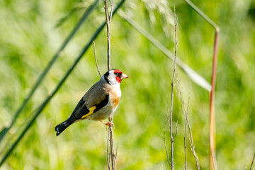 European Goldfinch in New Zealand