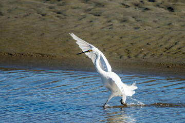 Little Egret in New Zealand