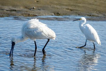 Obraz premium Little Egret in New Zealand