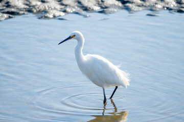 Little Egret in New Zealand