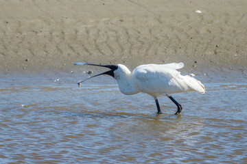 Royal Spoonbill in New Zealand