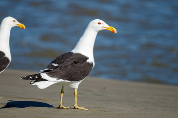 Southern Black-backed Gull / Kelp Gull in New Zealand