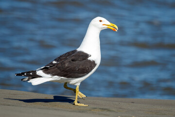 Southern Black-backed Gull / Kelp Gull in New Zealand